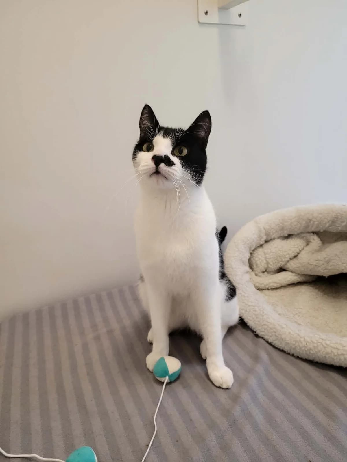 katsura, male Mixed Breed for adoption at MinVenKatten, Hobro / Odder