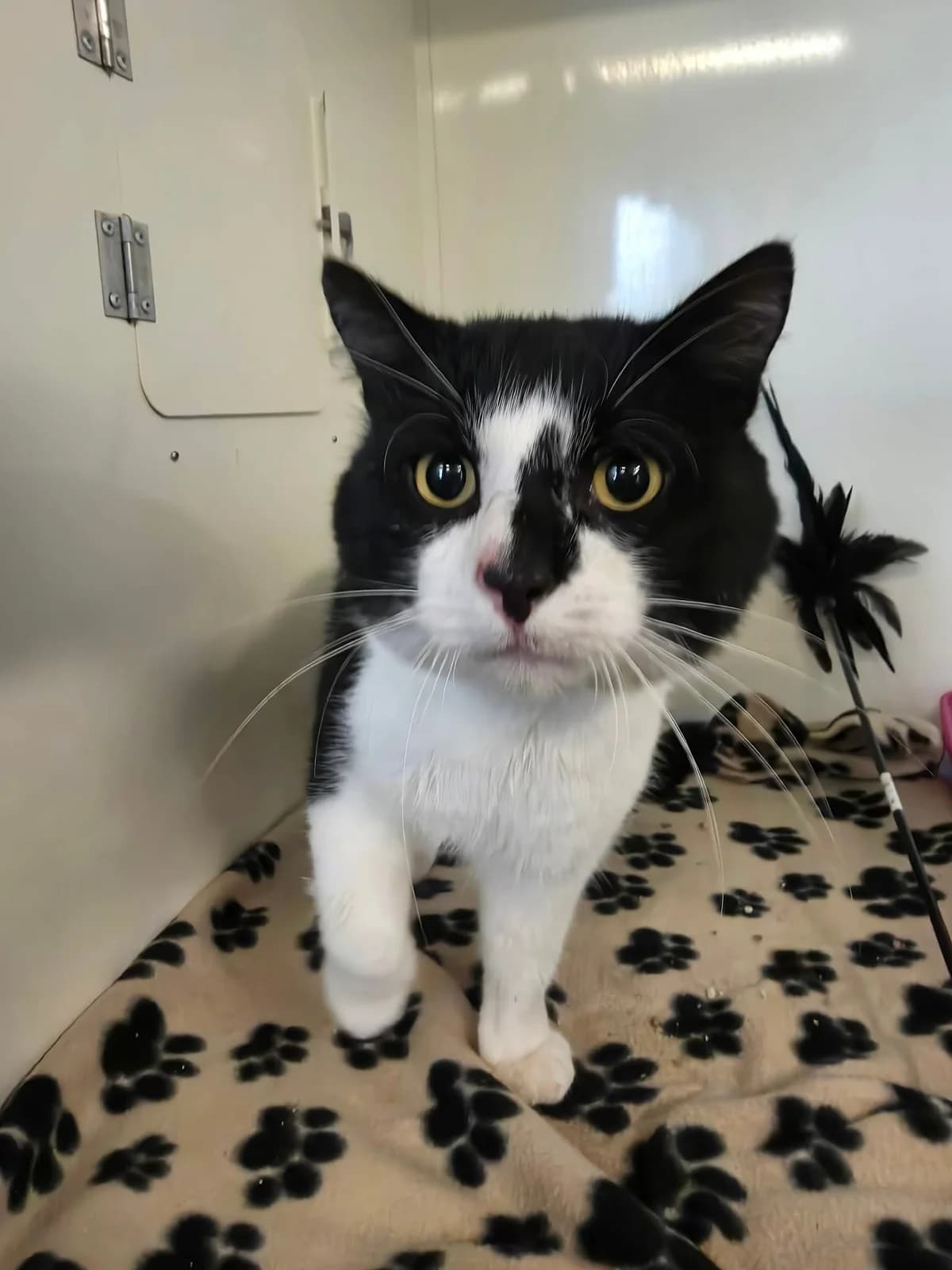 ludvig, male Mixed Breed for adoption at MinVenKatten, Hobro / Odder