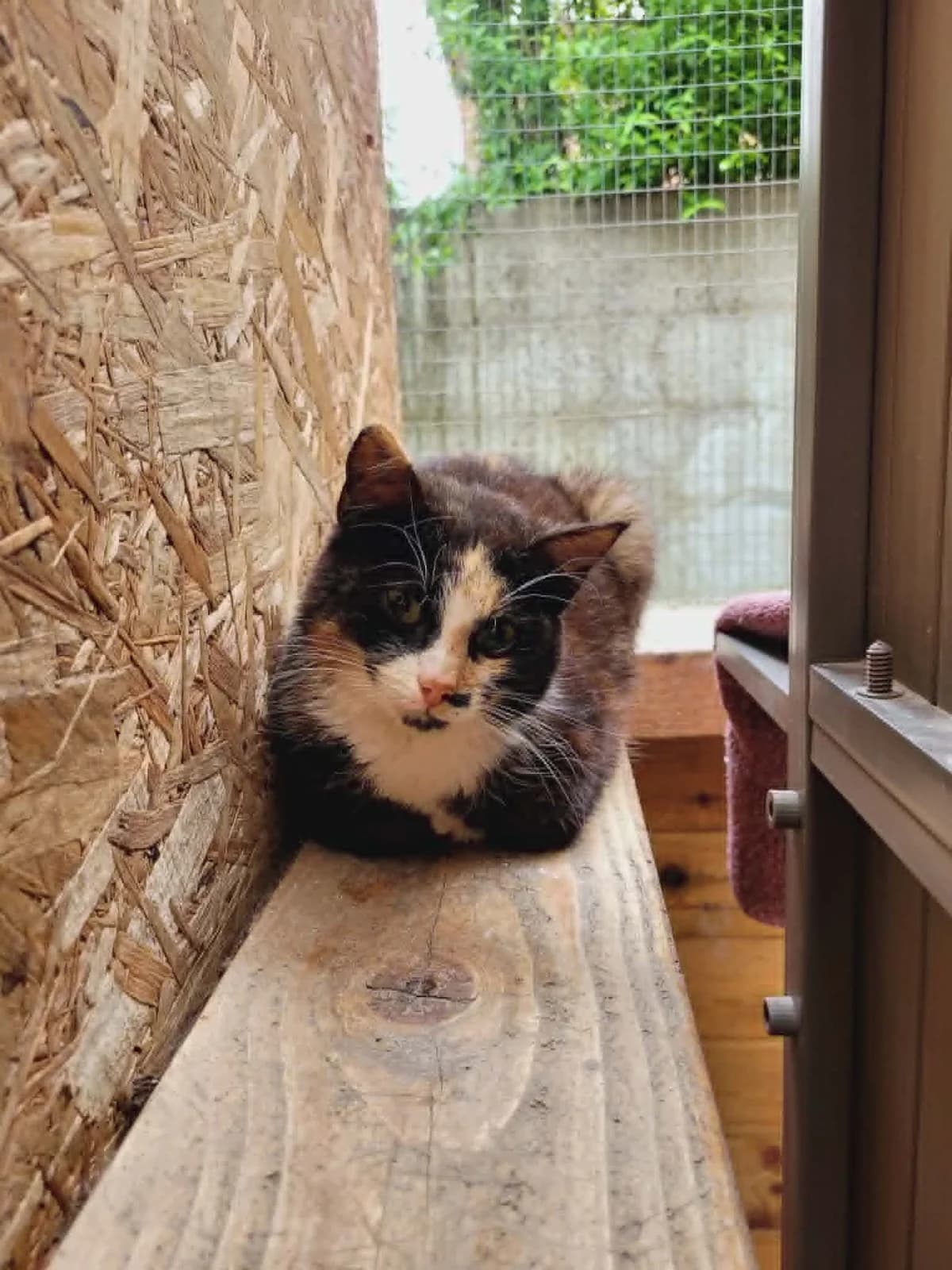 Luna, female young Mixed Breed for adoption at MinVenKatten, Hobro / Odder