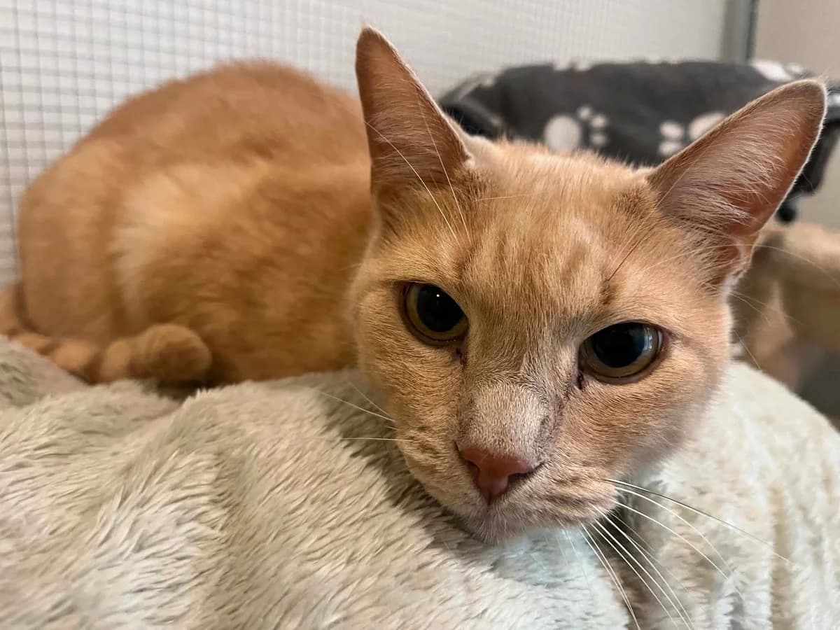 Miku, male senior Mixed Breed for adoption at MinVenKatten, Hobro / Odder