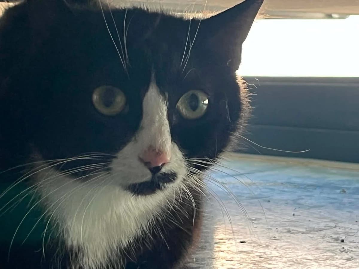Misse, female young Mixed Breed for adoption at MinVenKatten, Hobro / Odder