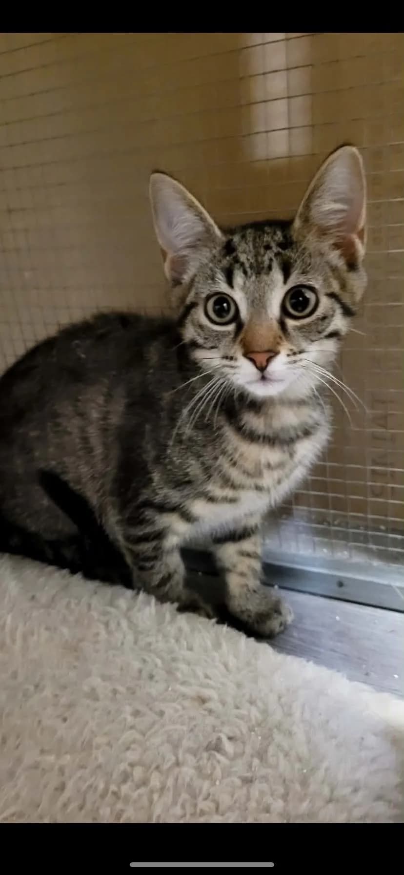 Pixie,  Mixed Breed for adoption at MinVenKatten, Hobro / Odder