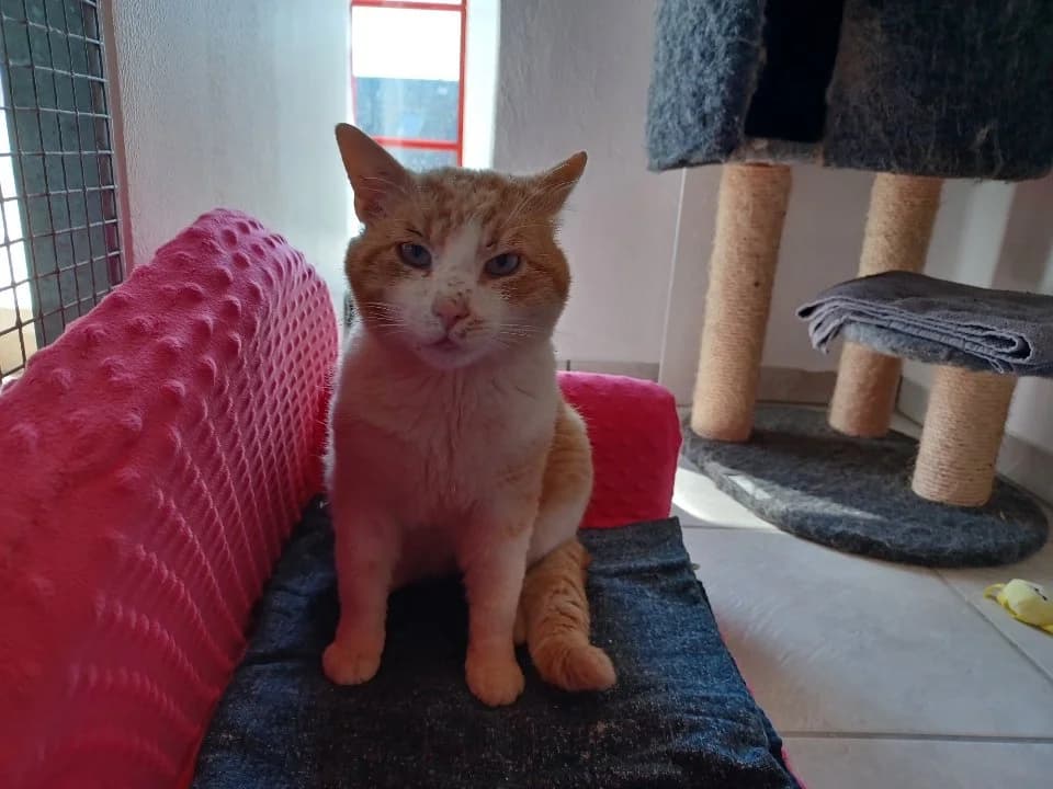 Rasmus, male Mixed Breed for adoption at MinVenKatten, Hobro / Odder
