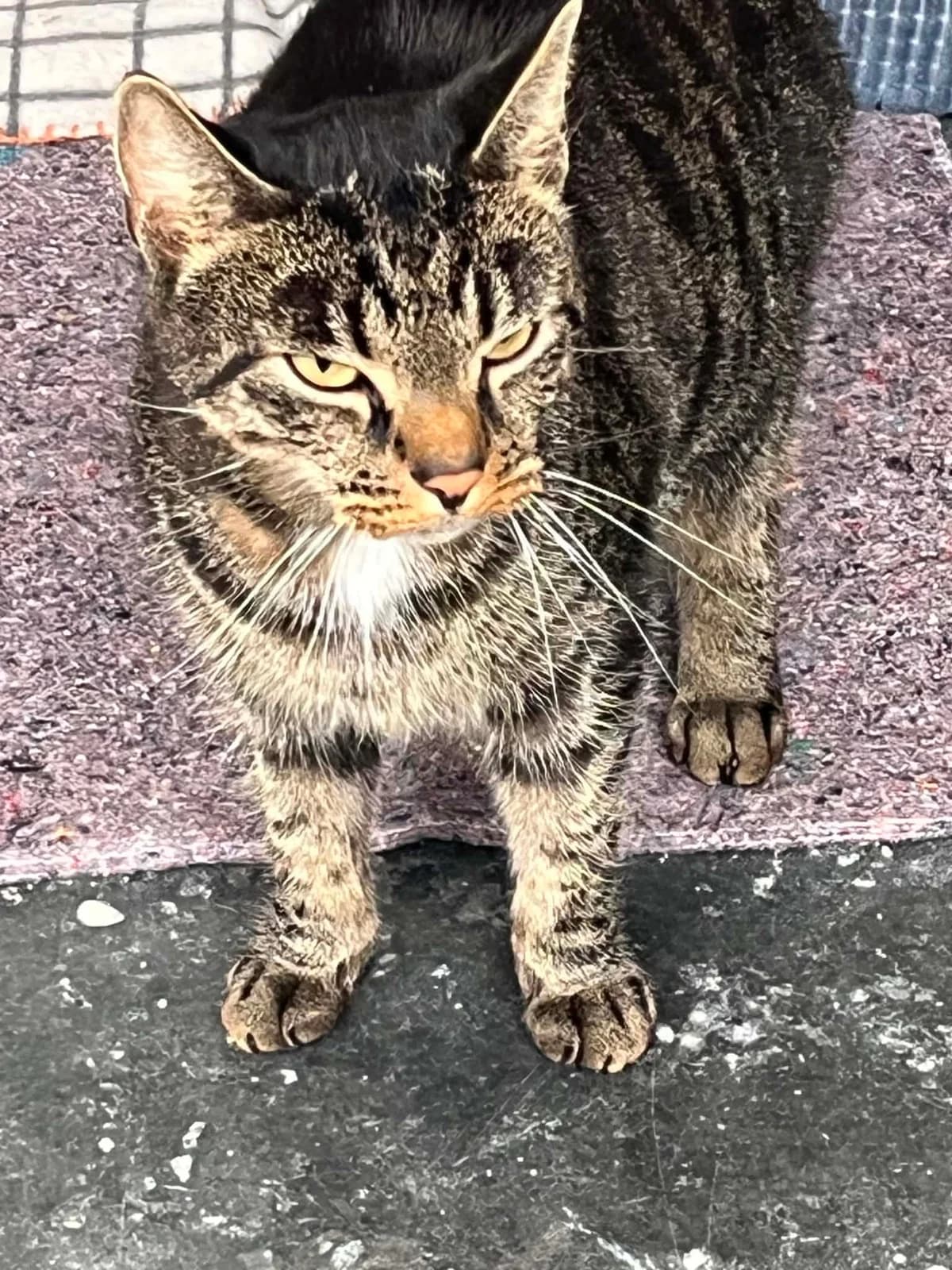 Zag, male 4yo Mixed Breed for adoption at MinVenKatten, Hobro / Odder