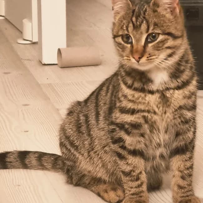 Biggy, male Mixed Breed for adoption at Forening Ni-Liv, Sjælland