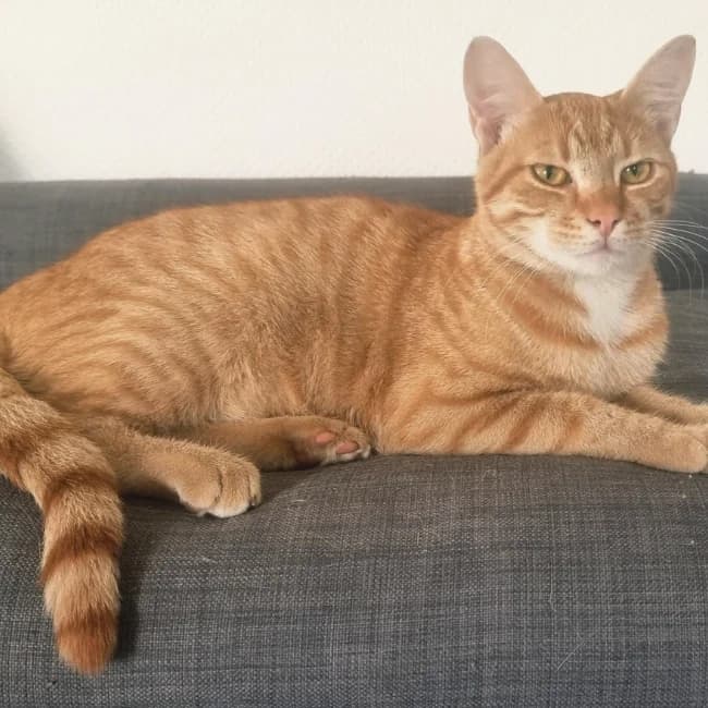 Cheddar, male Mixed Breed for adoption at Forening Ni-Liv, Sjælland