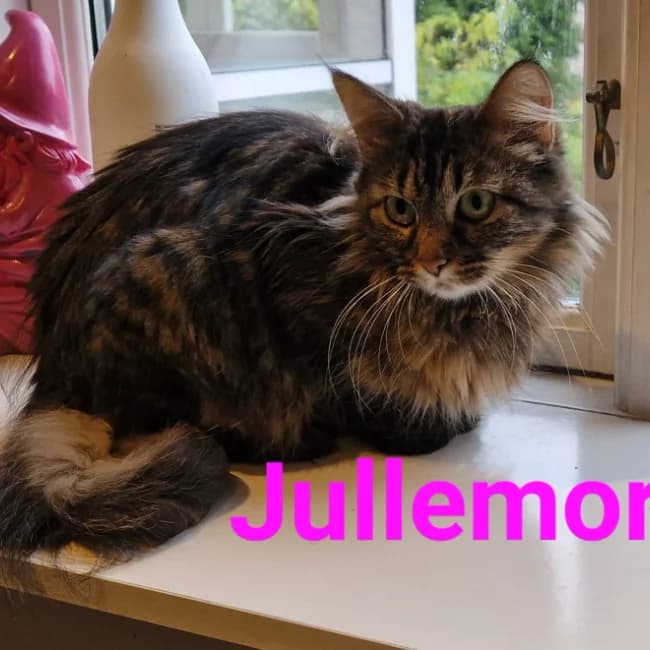 Jullemor, female 5yo Mixed Breed for adoption at Forening Ni-Liv, Sjælland
