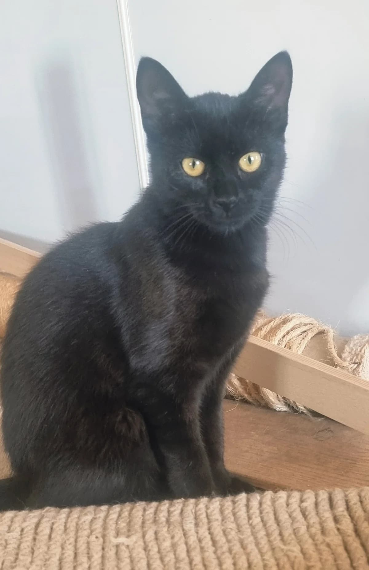 Luna, female Mixed Breed for adoption at Forening Ni-Liv, Sjælland