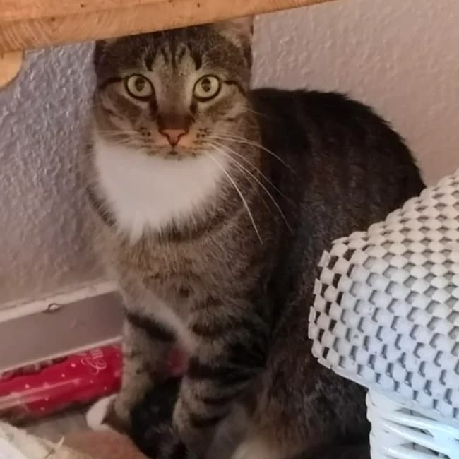 Luna, female 4yo Mixed Breed for adoption at Forening Ni-Liv, Sjælland