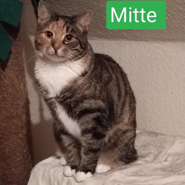 Mitte, female Mixed Breed for adoption at Forening Ni-Liv, Sjælland