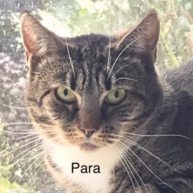 Para, female Mixed Breed for adoption at Forening Ni-Liv, Sjælland