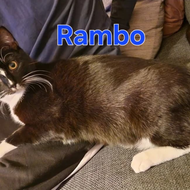 Rambo, male 3yo Mixed Breed for adoption at Forening Ni-Liv, Sjælland