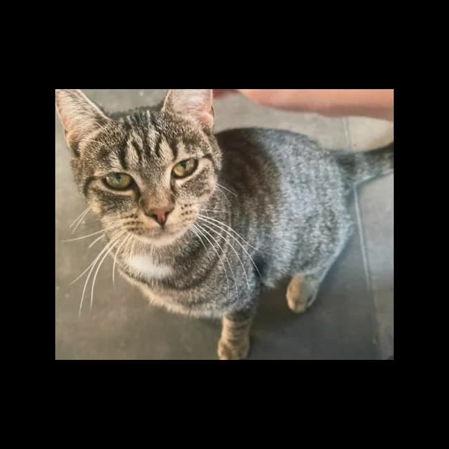 Stripey, male Mixed Breed for adoption at Forening Ni-Liv, Sjælland