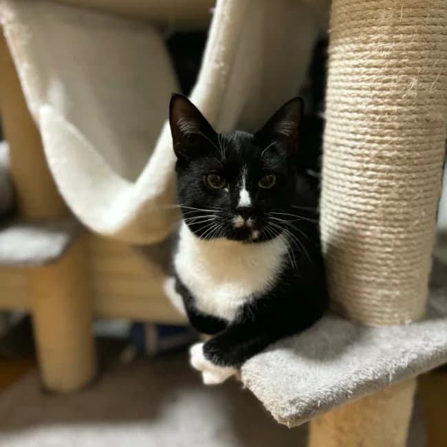 Tux, male Mixed Breed for adoption at Forening Ni-Liv, Sjælland