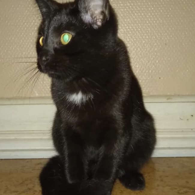 Violet, female Mixed Breed for adoption at Forening Ni-Liv, Sjælland