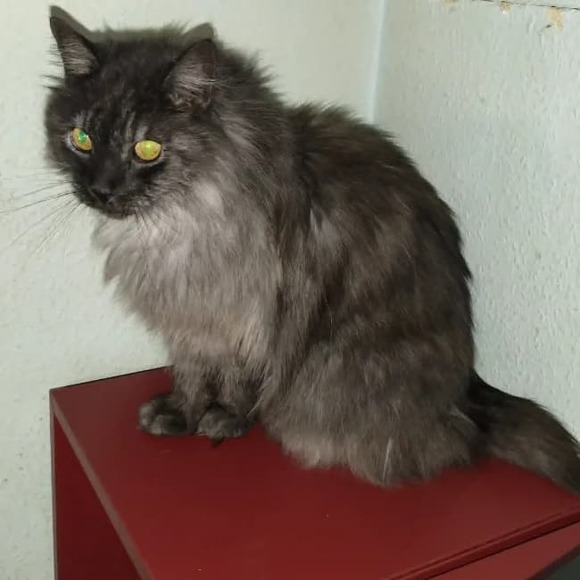 Nynne, female senior Mixed Breed for adoption at Forening Ni-Liv, Sjælland