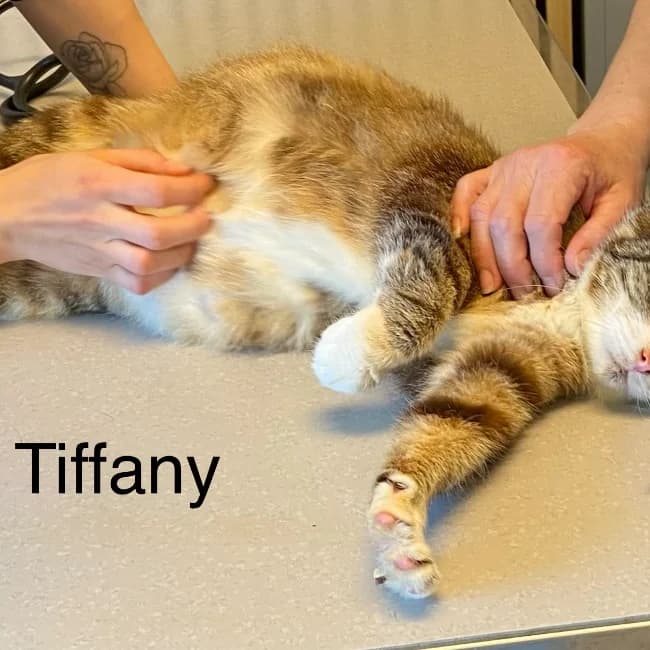 Tiffany, female Mixed Breed for adoption at Forening Ni-Liv, Sjælland