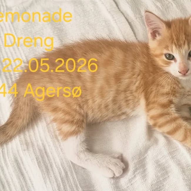 lemonade, male Mixed Breed for adoption at Forening Ni-Liv, Sjælland