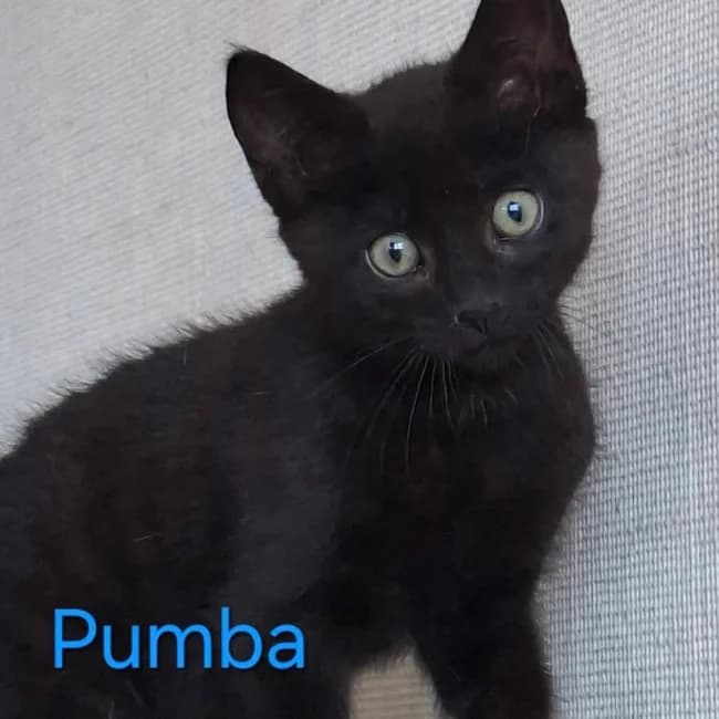 Pumba, male Mixed Breed for adoption at Forening Ni-Liv, Sjælland
