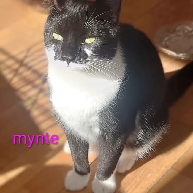 Mynte, female young Mixed Breed for adoption at Forening Ni-Liv, Sjælland