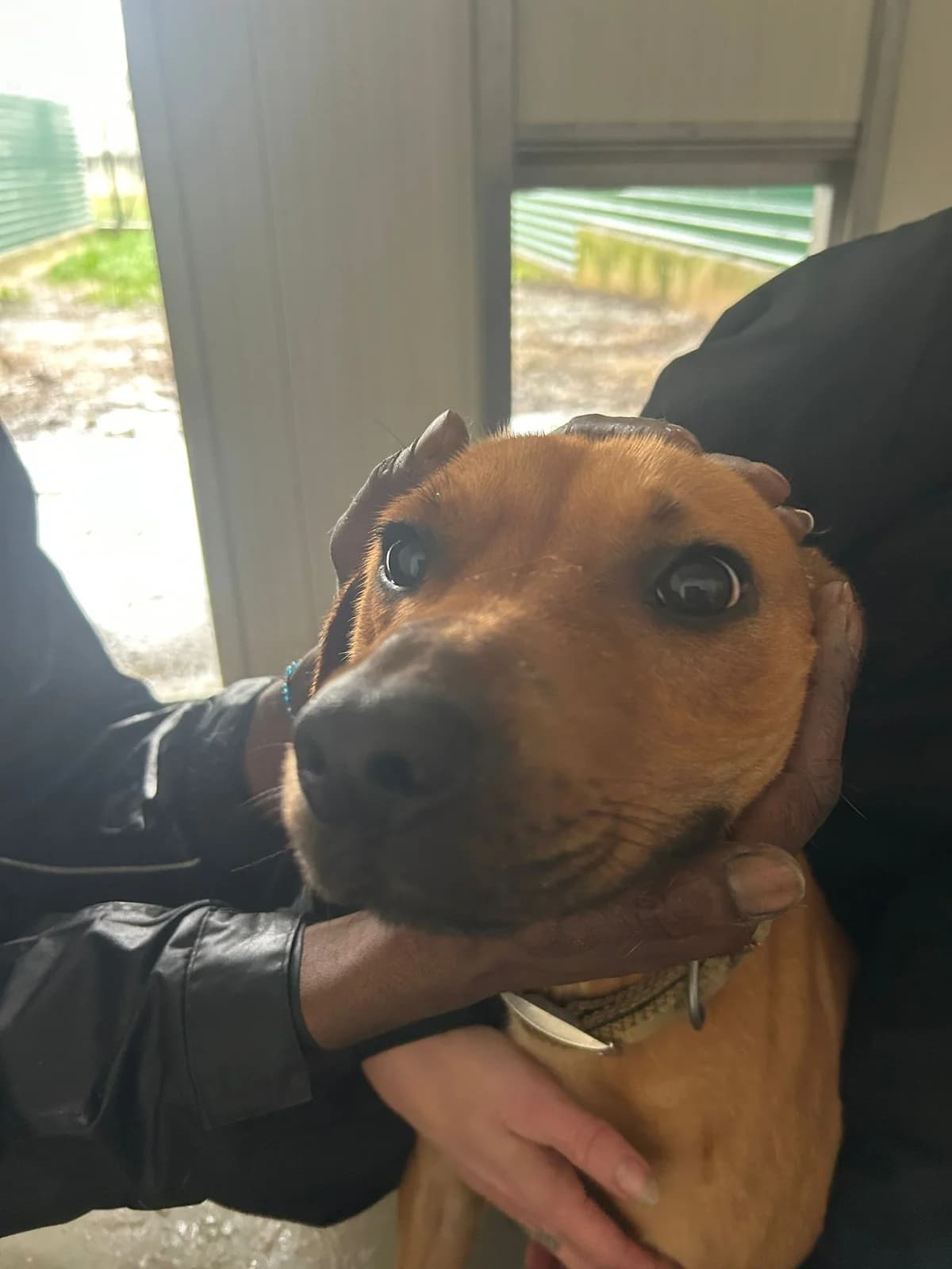 Kiko, female young Mixed Breed for adoption at Pups4Rescue, Esbjerg