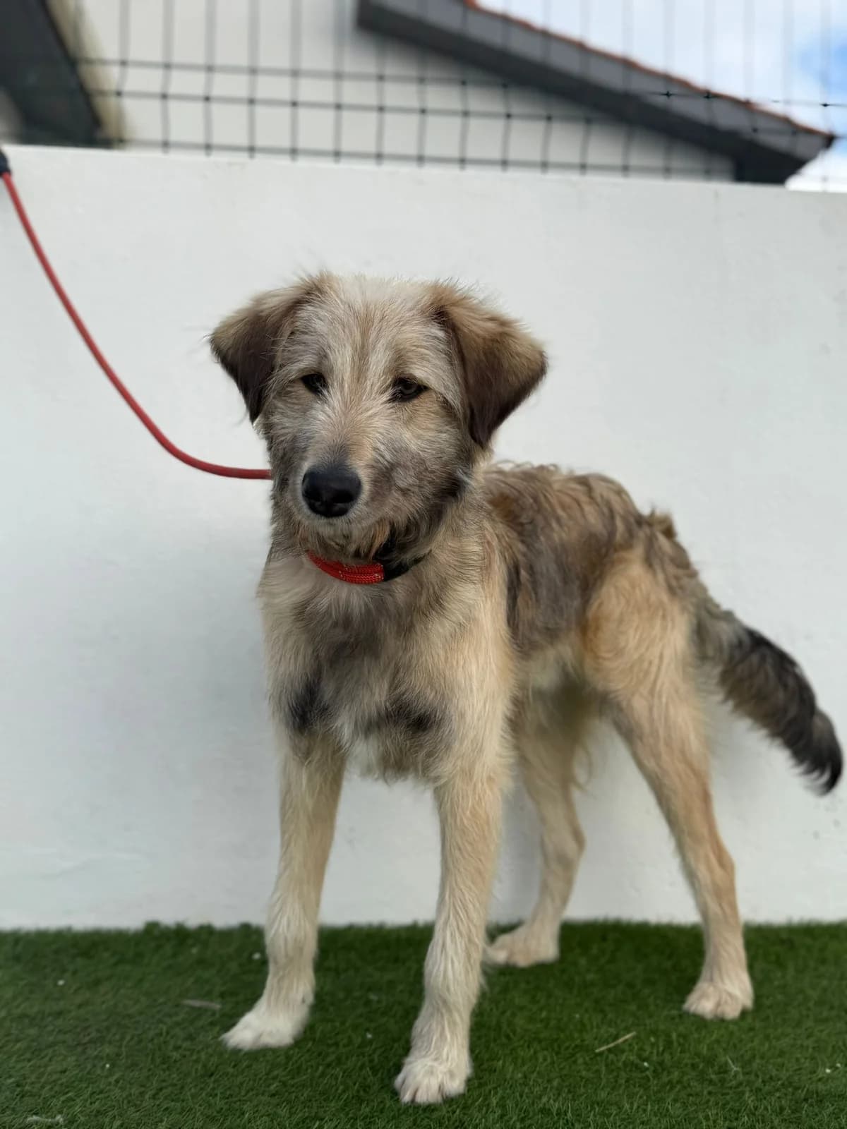 Snoopy, female young Mixed Breed for adoption at Pups4Rescue, Esbjerg
