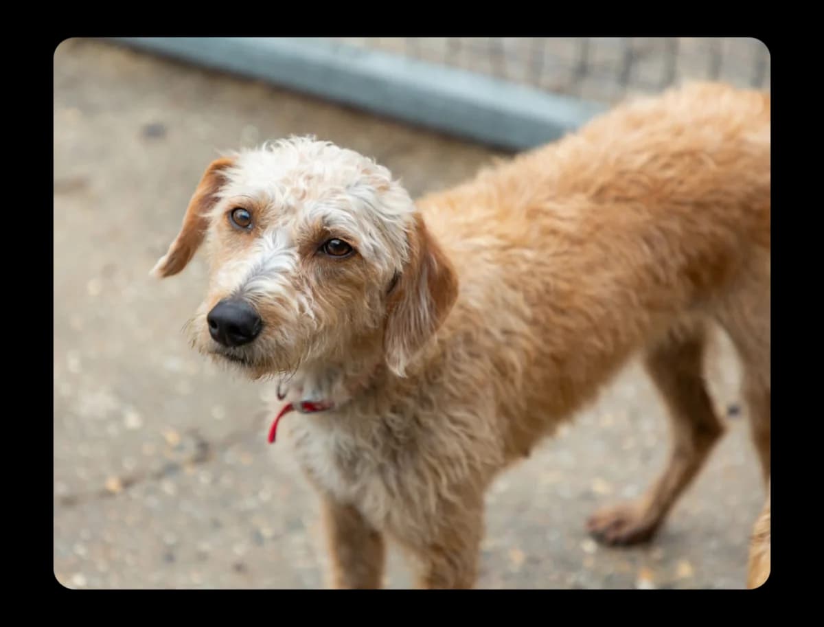Årsregnskab, female Mixed Breed for adoption at Pups4Rescue, Esbjerg