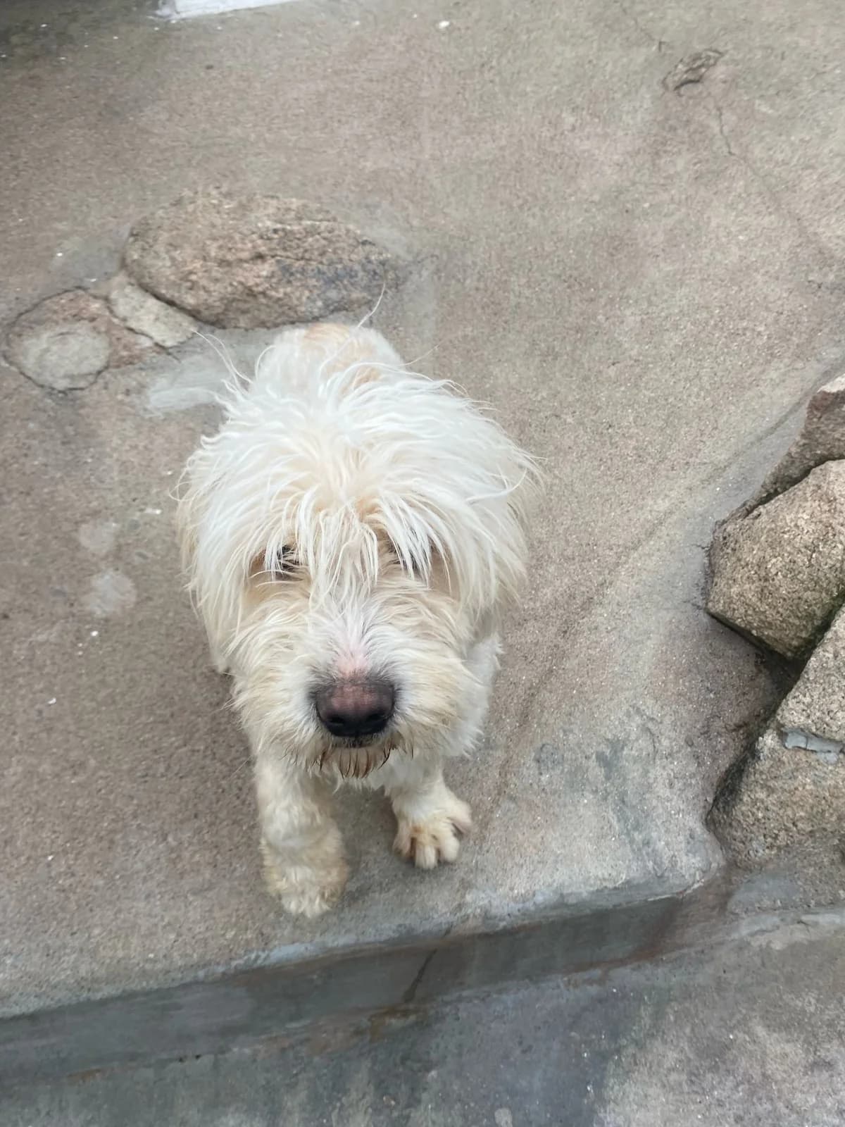 Skip, male young Mixed Breed for adoption at Pups4Rescue, Esbjerg
