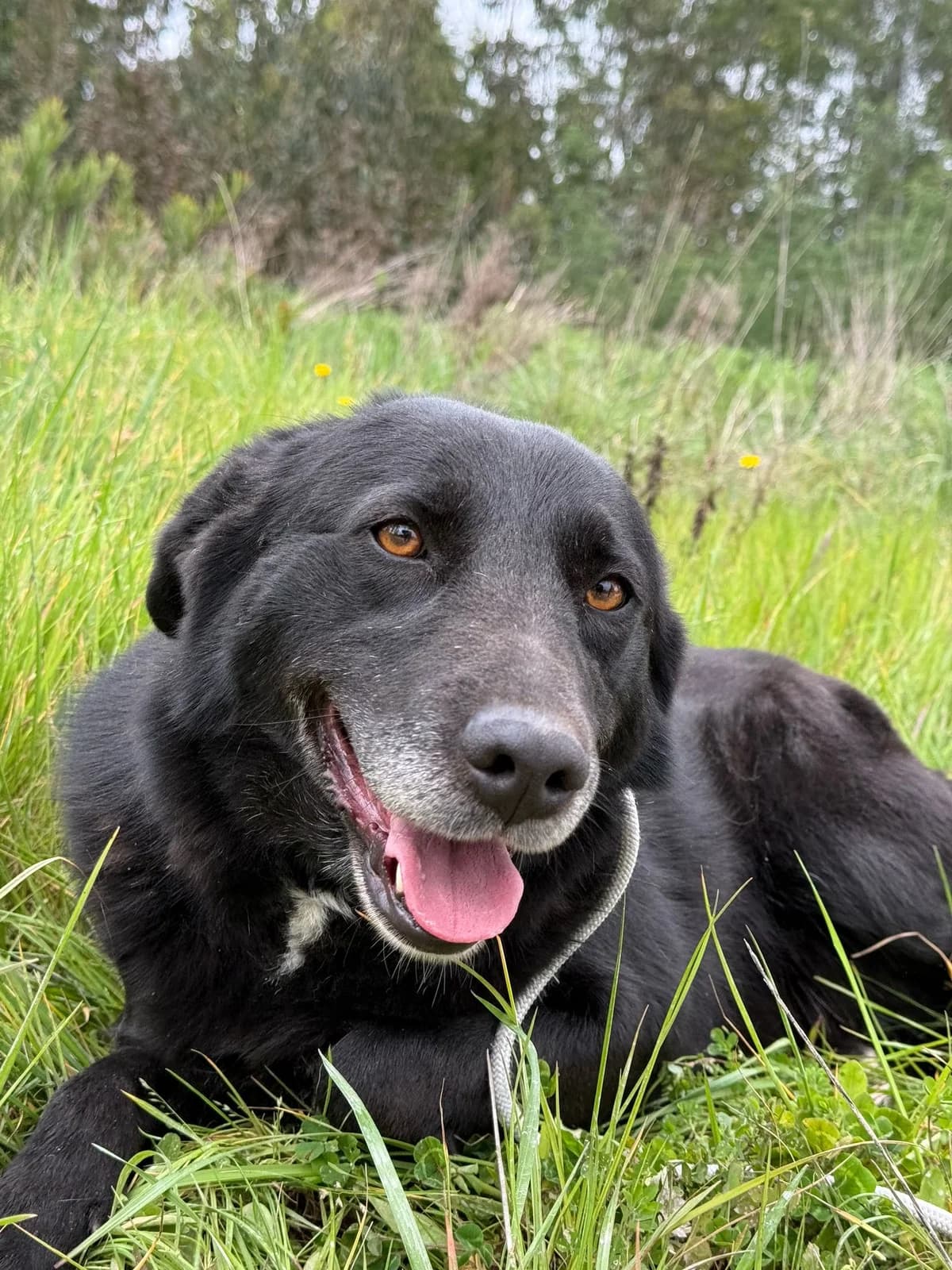 Molly, female 3yo Mixed Breed for adoption at Pups4Rescue, Esbjerg