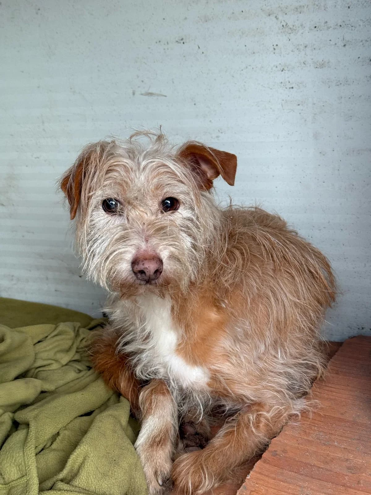 Maggie, female senior Mixed Breed for adoption at Pups4Rescue, Esbjerg