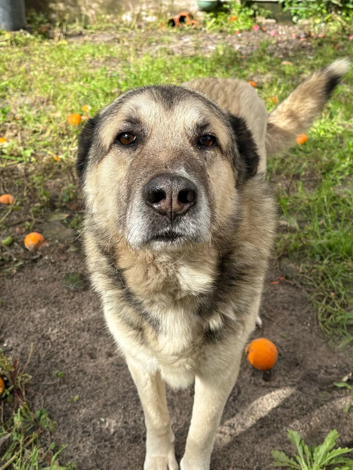 Leao, male senior Mixed Breed for adoption at Pups4Rescue, Esbjerg