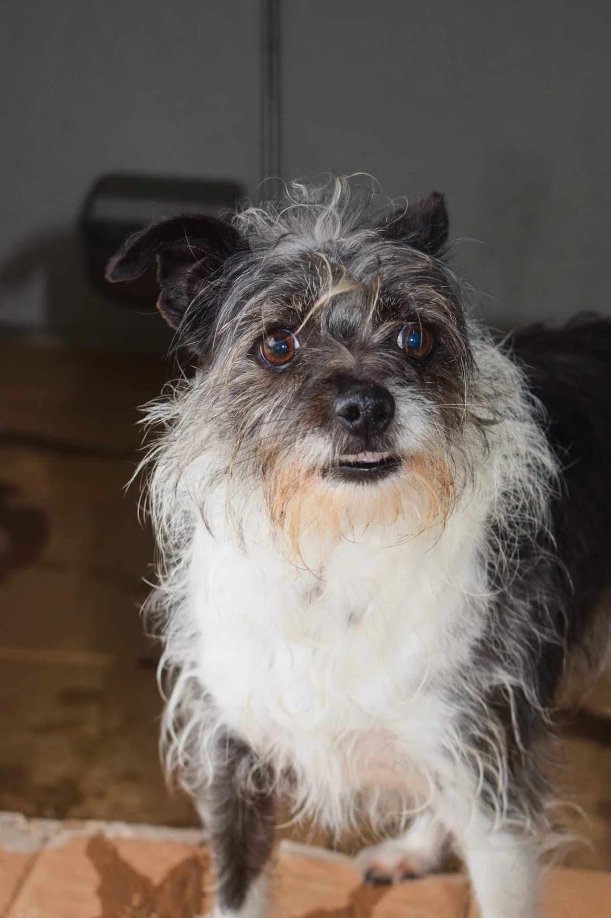 Ava, female 4yo Mixed Breed for adoption at Pups4Rescue, Esbjerg