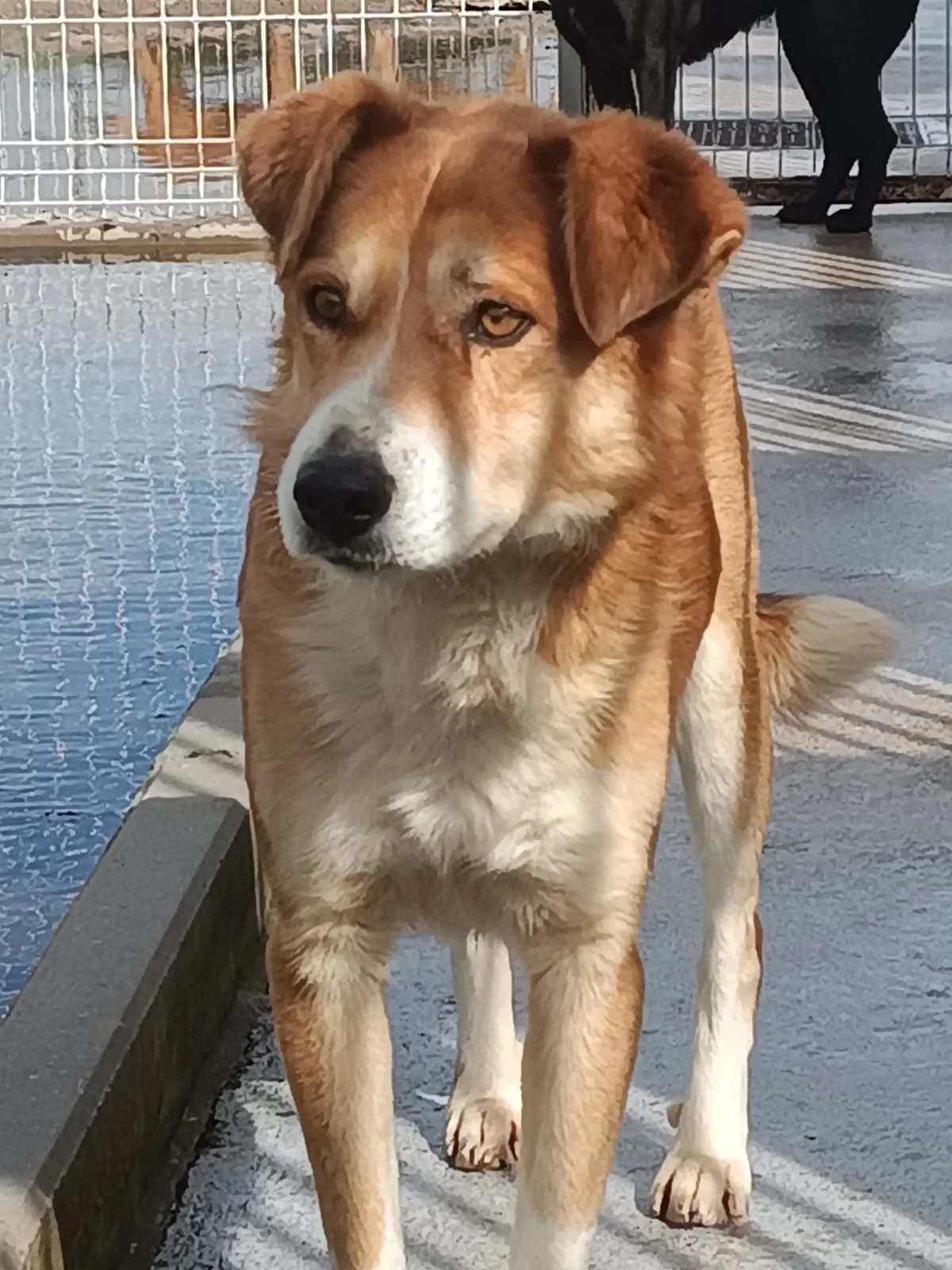 Piloto, male 4yo Mixed Breed for adoption at Pups4Rescue, Esbjerg