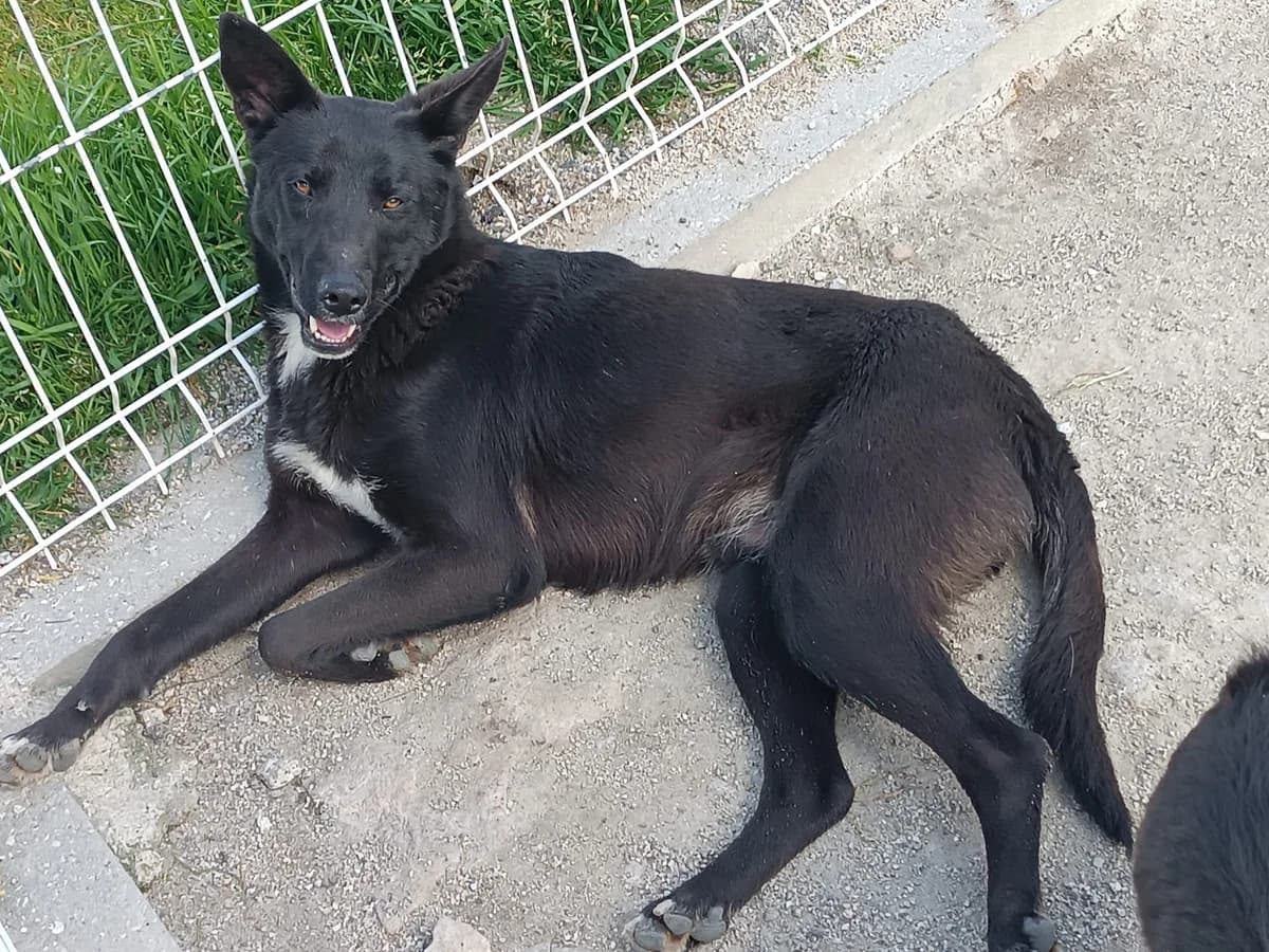 Jimmy, male young Mixed Breed for adoption at Pups4Rescue, Esbjerg