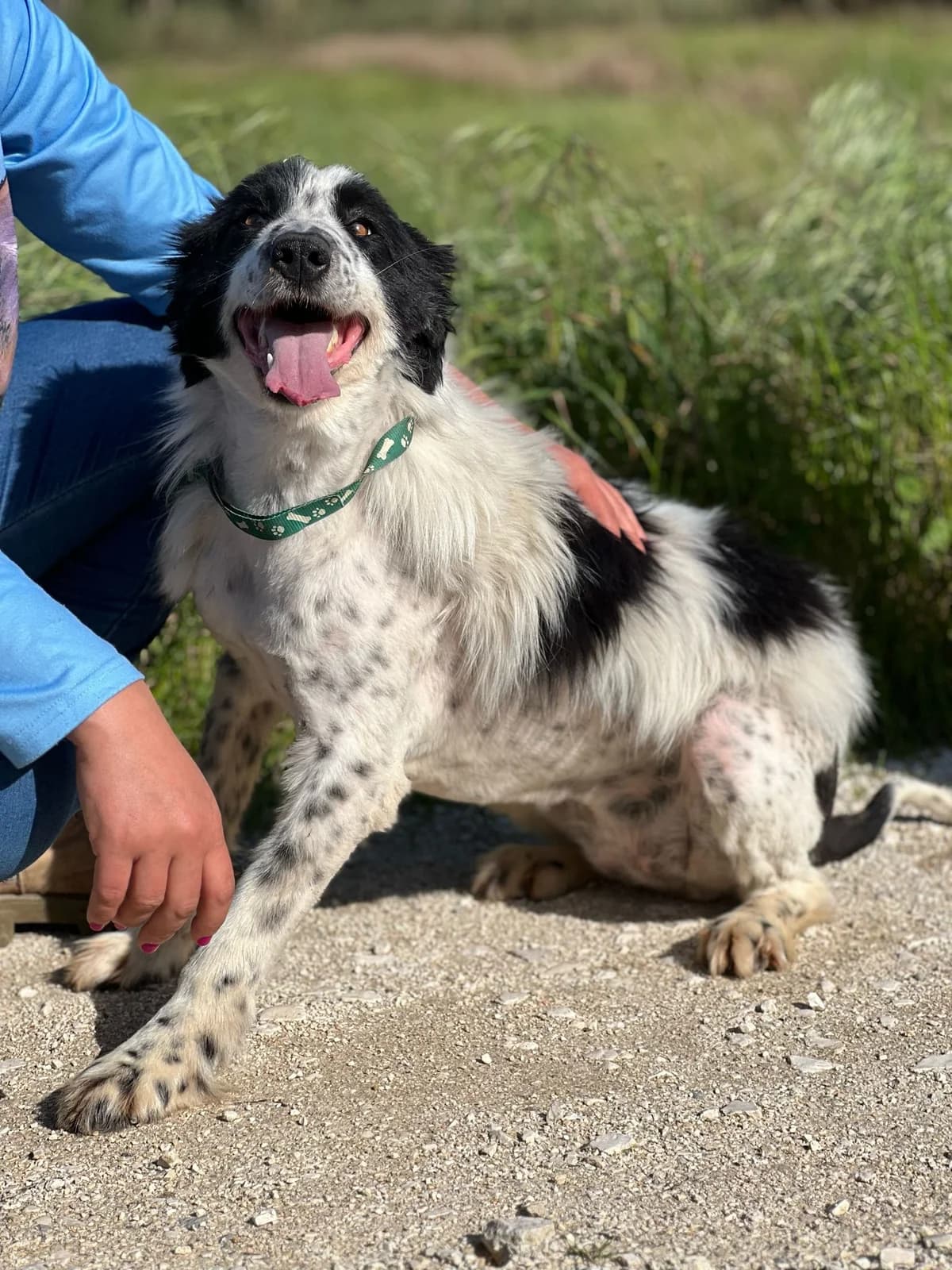 Diva, female 4yo Mixed Breed for adoption at Pups4Rescue, Esbjerg
