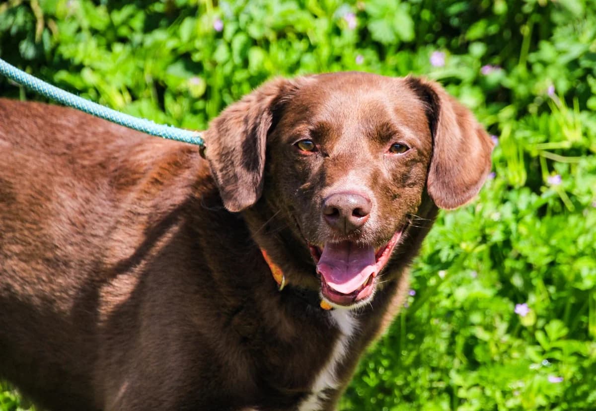 Gaspar, male 6yo Mixed Breed for adoption at Pups4Rescue, Esbjerg