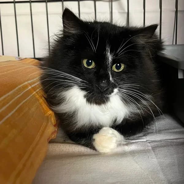 Tahvu, must-valge male 4yo Domestic Shorthair for adoption at Varjupaikade MTÜ, Tallinn