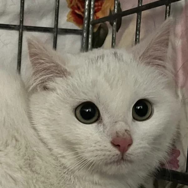 Triinu, valge female 4yo Domestic Shorthair for adoption at Varjupaikade MTÜ, Tallinn