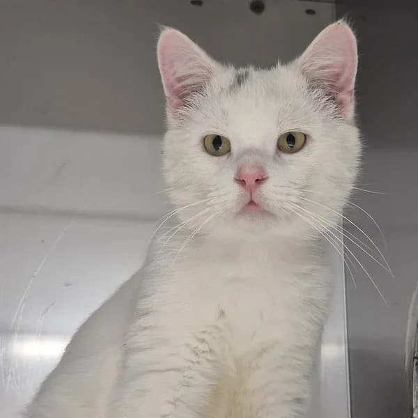 Tähik, valge male 4yo Domestic Shorthair for adoption at Varjupaikade MTÜ, Tallinn