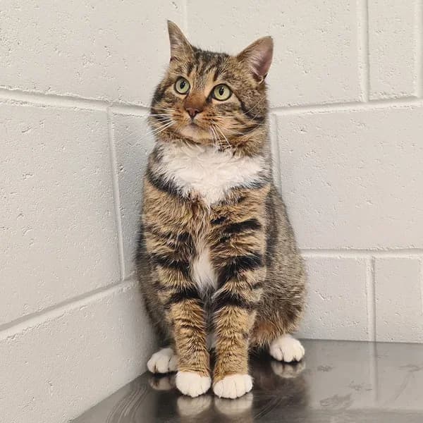 Boy, triibik male Domestic Shorthair for adoption at Varjupaikade MTÜ, Tallinn