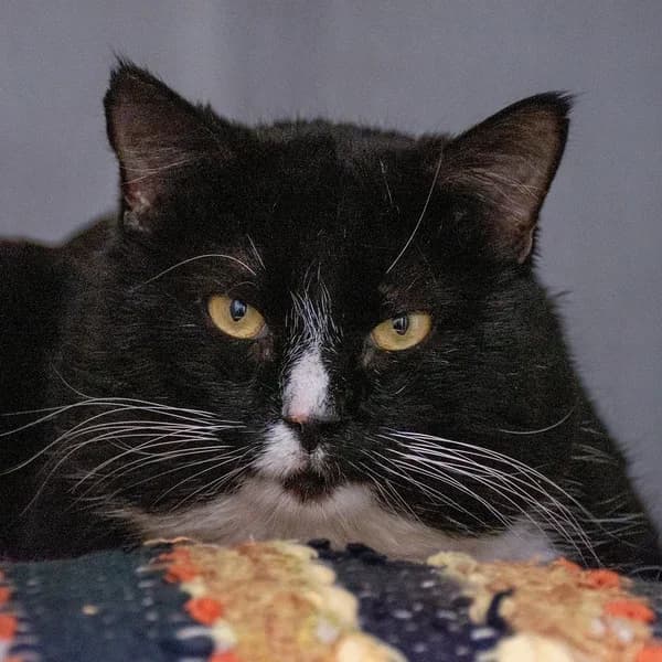 Chuck, must-valge male Domestic Shorthair for adoption at Varjupaikade MTÜ, Tallinn