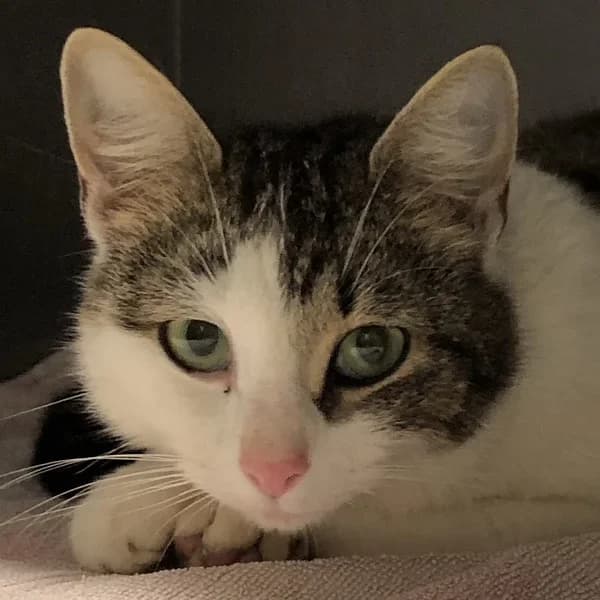 Gea, triibik female 4yo Domestic Shorthair for adoption at Varjupaikade MTÜ, Tallinn