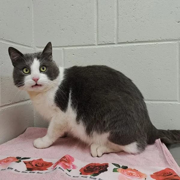 Nimbus, hall male 4yo Domestic Shorthair for adoption at Varjupaikade MTÜ, Tallinn