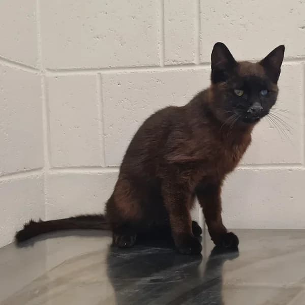 Poltergeist, must male 4yo Mixed Breed for adoption at Varjupaikade MTÜ, Tallinn