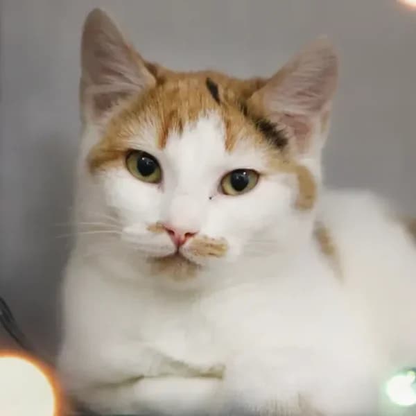 Teele, kolmevärviline female 4yo Domestic Shorthair for adoption at Varjupaikade MTÜ, Tallinn