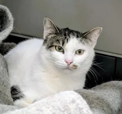 Doria, must-valge female 4yo Domestic Shorthair for adoption at Varjupaikade MTÜ, Tallinn