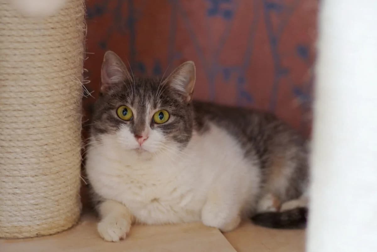 Berta, female 6yo Mixed Breed for adoption at Gabrieli Loomade Elu MTÜ