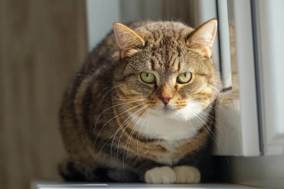 Emma, female 4yo Mixed Breed for adoption at Gabrieli Loomade Elu MTÜ