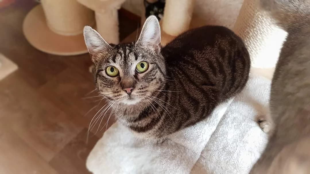 Marie, female 7yo Mixed Breed for adoption at Gabrieli Loomade Elu MTÜ