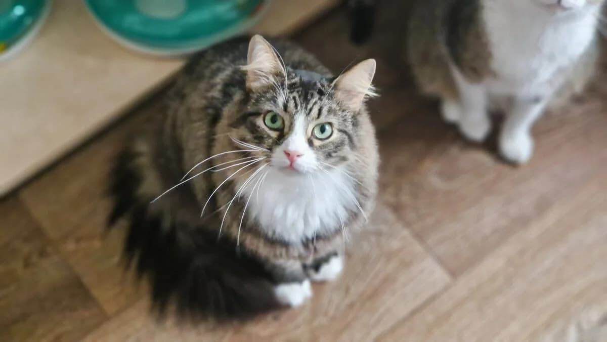 Timon, male 5yo Mixed Breed for adoption at Gabrieli Loomade Elu MTÜ